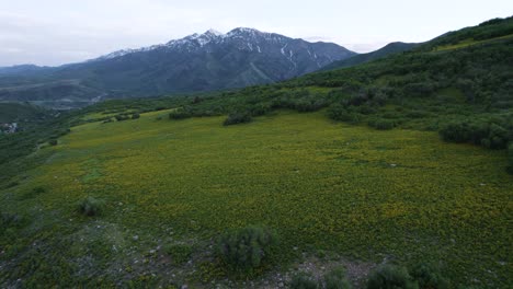 Wildblumenfeld-Auf-Dem-Berggipfel-In-Der-Wunderschönen-Landschaft-Utahs,-Luftaufnahme