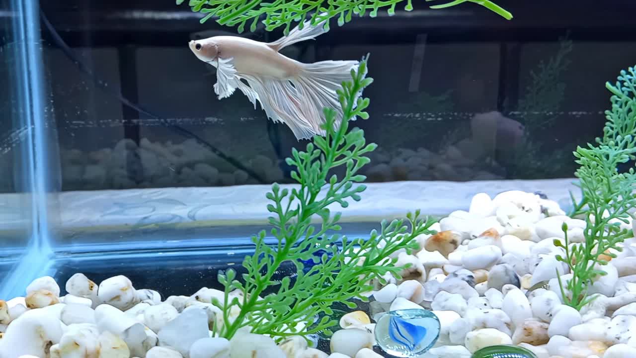 수족관의 전형적인 단일 베타 물고기