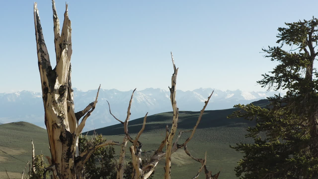 increíble vista detallada de un pino de bristlecone que tiene miles de años