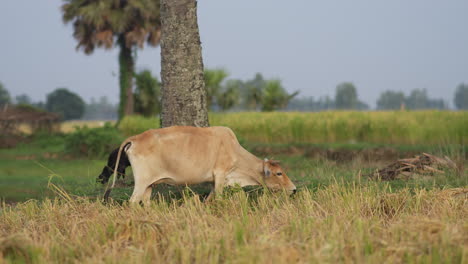 Vaca-Comiendo-Hierba-En-Un-Campo-De-Arroz-En-Un-Cielo-Azul-Soleado