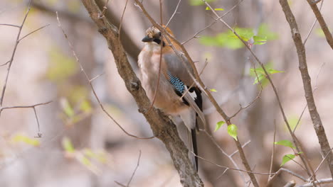 el jay eurasiático posado en un árbol