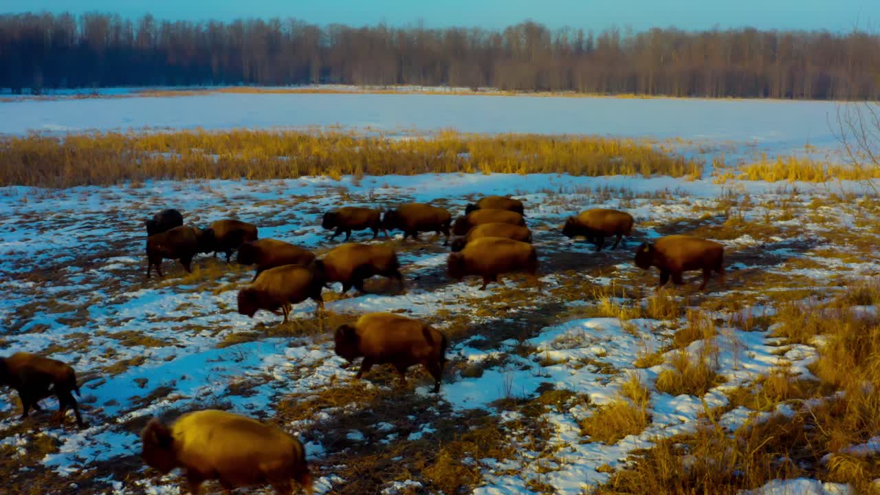 aerial stop over bison herd calves baby buffalo offspring gallaping to the otherside of the Elk Island Park in Alberta Canada during a sunny sunrise morning as the sun reflects brightly on fields 2-2