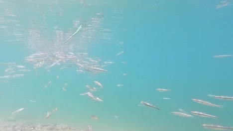close-up underwater view of european minnows swimming in crystal-clear alpine lake devero, italy, in a dense school near the surface