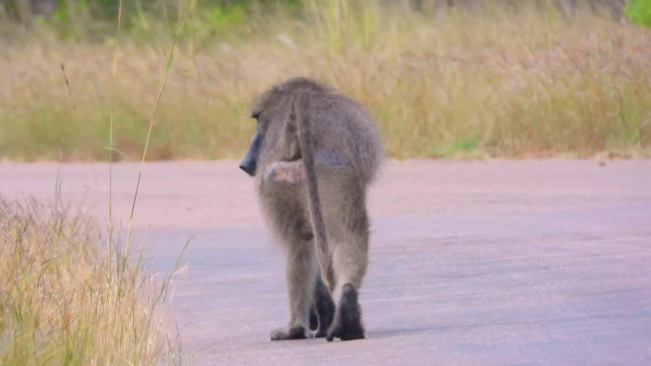 un babuino chacma macho se aleja, mostrando su cola, la parte trasera y los grandes testículos