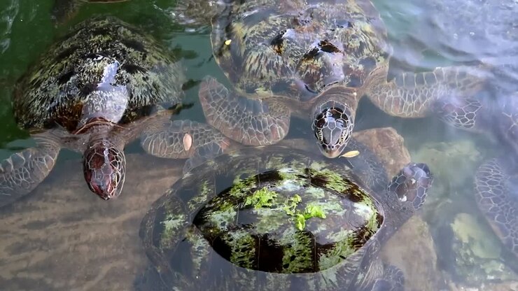 Big green sea turtle following another one to eat some algae from its shell in Mnarani Turtles Conservation center