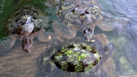 gran tortuga verde siguiendo a otra para comer algunas algas de su caparazón en el centro de conservación de tortugas mnarani