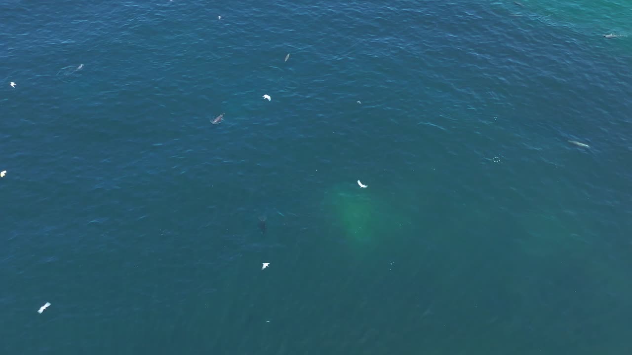 칠레 연안에서 물고기를 잡기 위해 개별적으로 사냥하는 오버헤드 바다사자