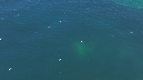 toma aérea de lobos marinos cazando peces individualmente frente a las costas de chile
