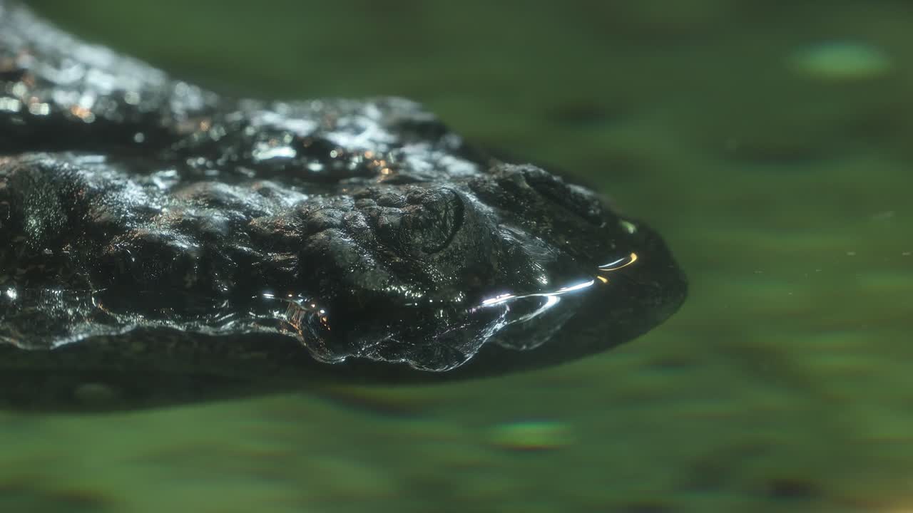 vista fija y ningún movimiento de la cámara de una vieja nariz de cocodrilo