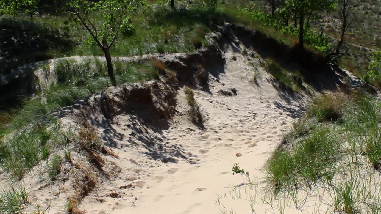 Serene view of sandy dunes enriched with grasses and trees on a sunny day at Indiana Dunes National Park. The bright sunlight casts soft shadows creating a peaceful ambiance