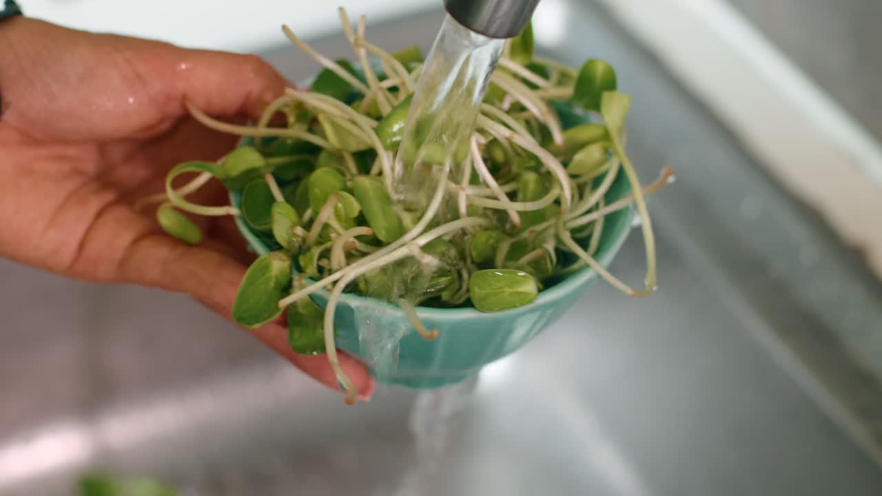 Washing Sunflower Sprouts in the Kitchen
