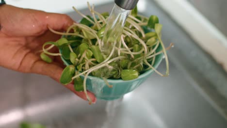 washing sunflower sprouts in the kitchen