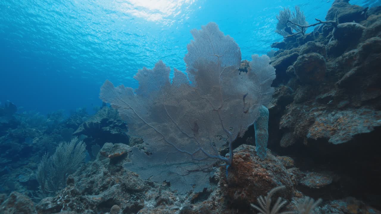 Intricate Sea Fan Swaying on Coral Reef in 4K 60 FPS