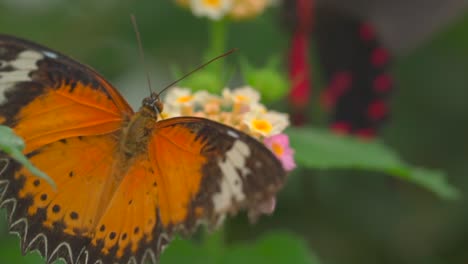 Close-up-footage-of-pretty-butterfly-gathering-pollen-of-flower-during-spring-season-outdoors