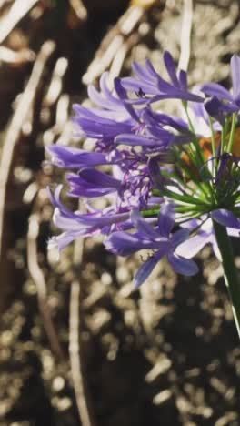 primer plano de una flor púrpura