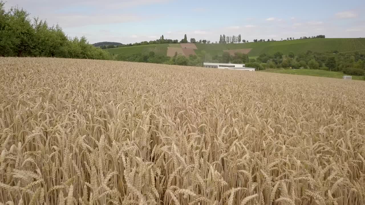 campo de grano antes de la cosecha