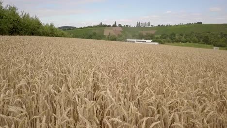 grain field before harvest