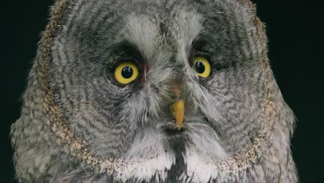 great grey owl (strix nebulosa) close-up.