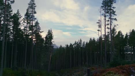 Volando-A-Través-De-Un-Pequeño-Valle-Entre-Los-Densos-Pinos-Hacia-Un-Lago