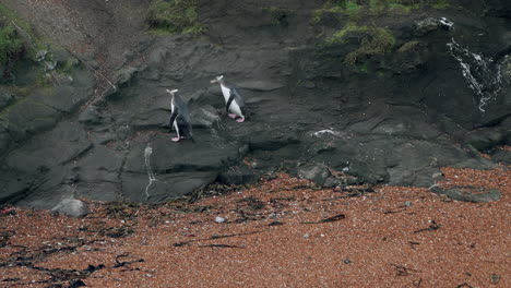 Pingüinos-De-Ojos-Amarillos-En-La-Roca-Al-Atardecer-En-El-Faro-De-Katiki-Point,-Moeraki,-Nueva-Zelanda---Toma-Estática