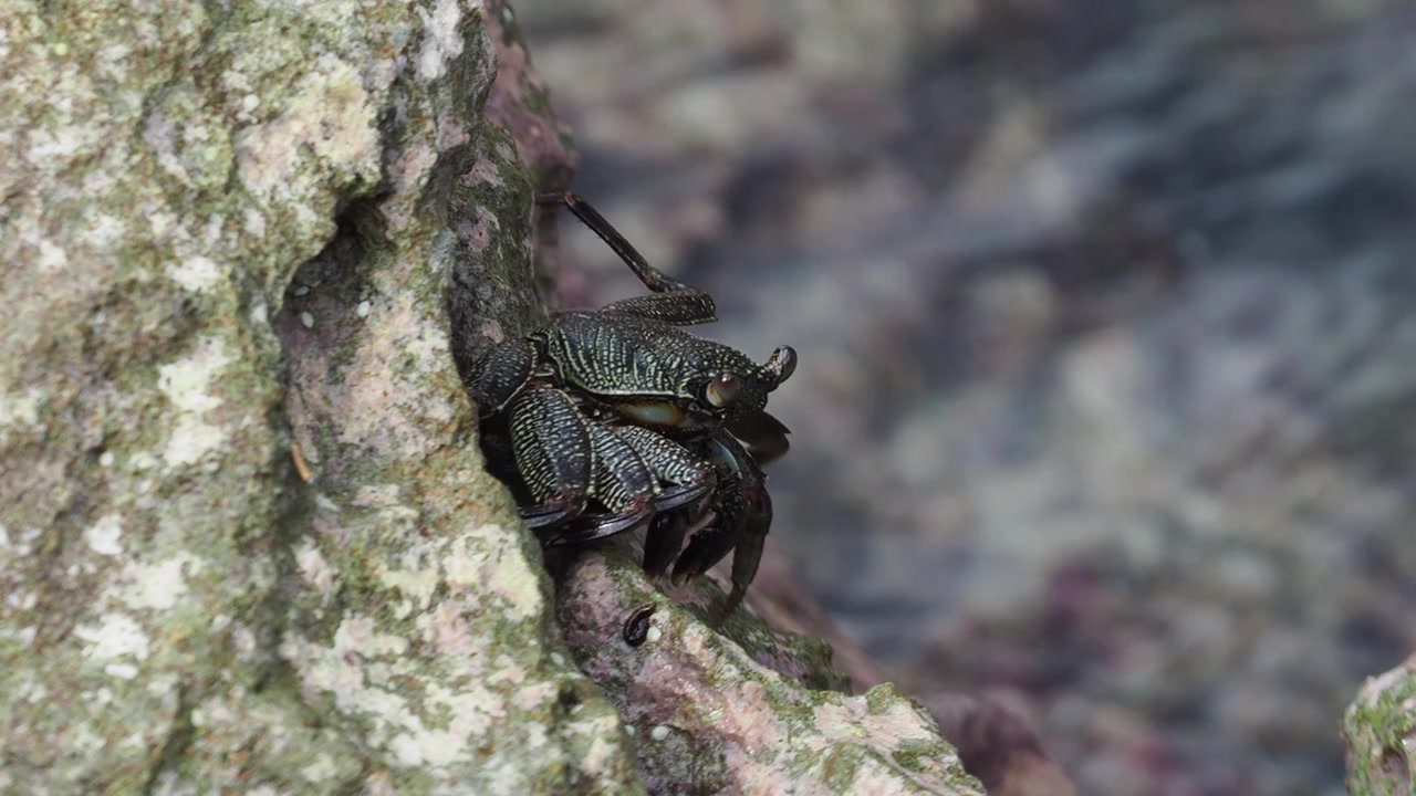 Crabes sur les rochers au parc de la plage de Bellows Field