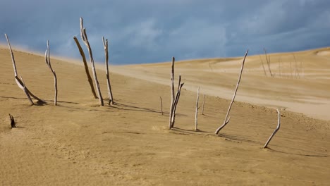 a shot of skeleton like broken trees poking out of the sand in vast dunes