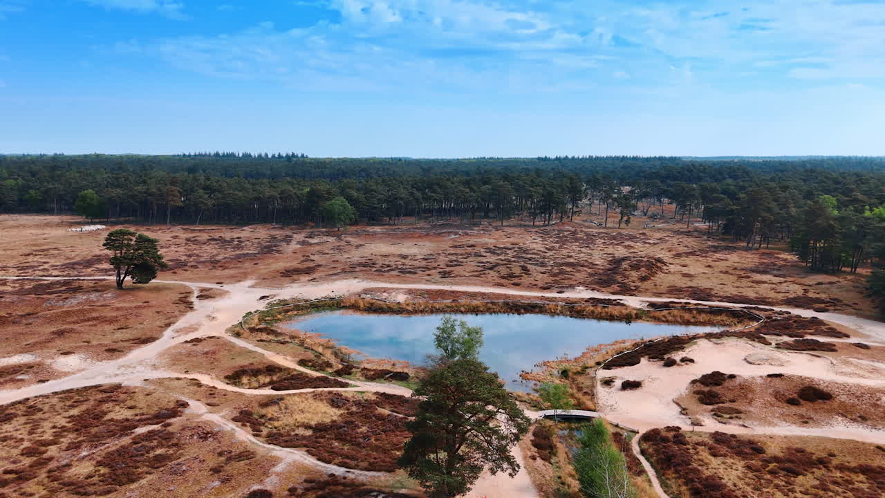 Dutch water landscape. A peaceful Dutch landscape with a pond, lush greenery, and winding nature paths