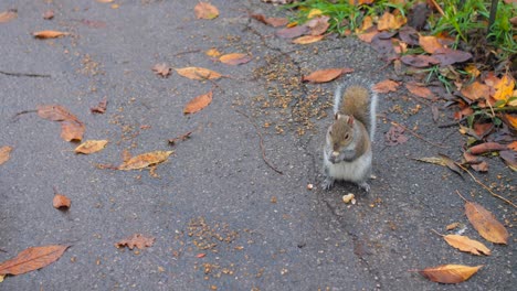 ardilla gris oriental comiendo en el suelo con palomas de roca en otoño