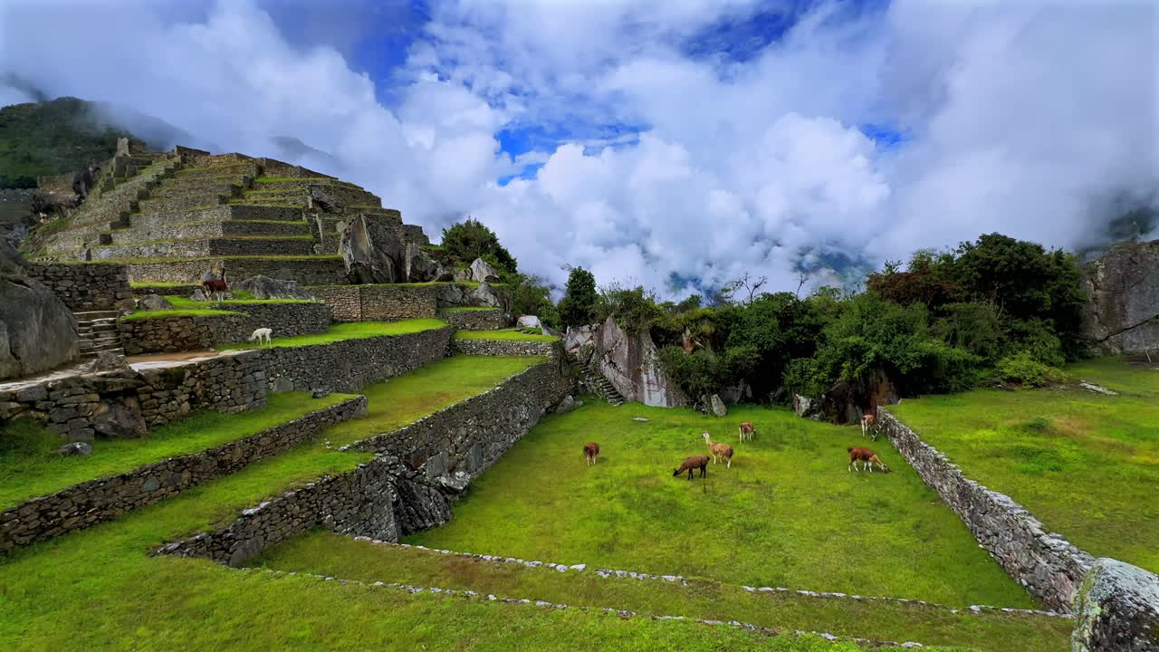 Wyżyny Machu Picchu Lamy Alpaka dzika przyroda krajobraz trasy turystycznej słoneczny mglisty pochmurny poranek Peru Perú pora deszczowa peruwiańskie Andy warstwy tarasów Świątynia Inków Sanktuarium bujna zielona dżungla obrót w lewo