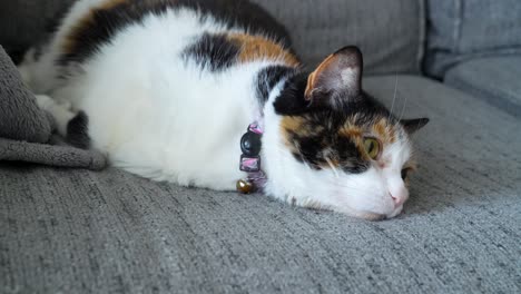 el gato durmiendo en el sofá