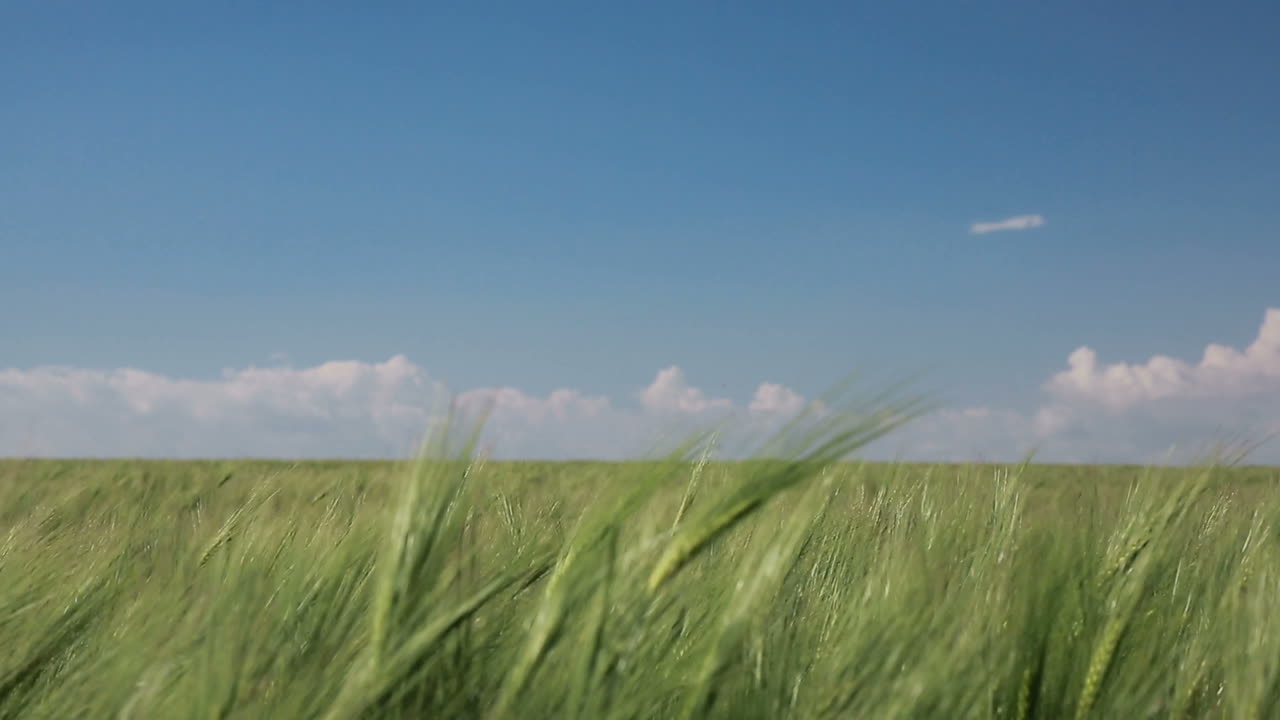 Wheat Field Waves Moved By Wind. Wheat field waves moved by summer wind, nature background