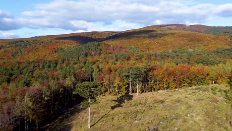 Cinematic-drone-flight-over-some-trees-in-autumn-forest-and-a-blue-sky