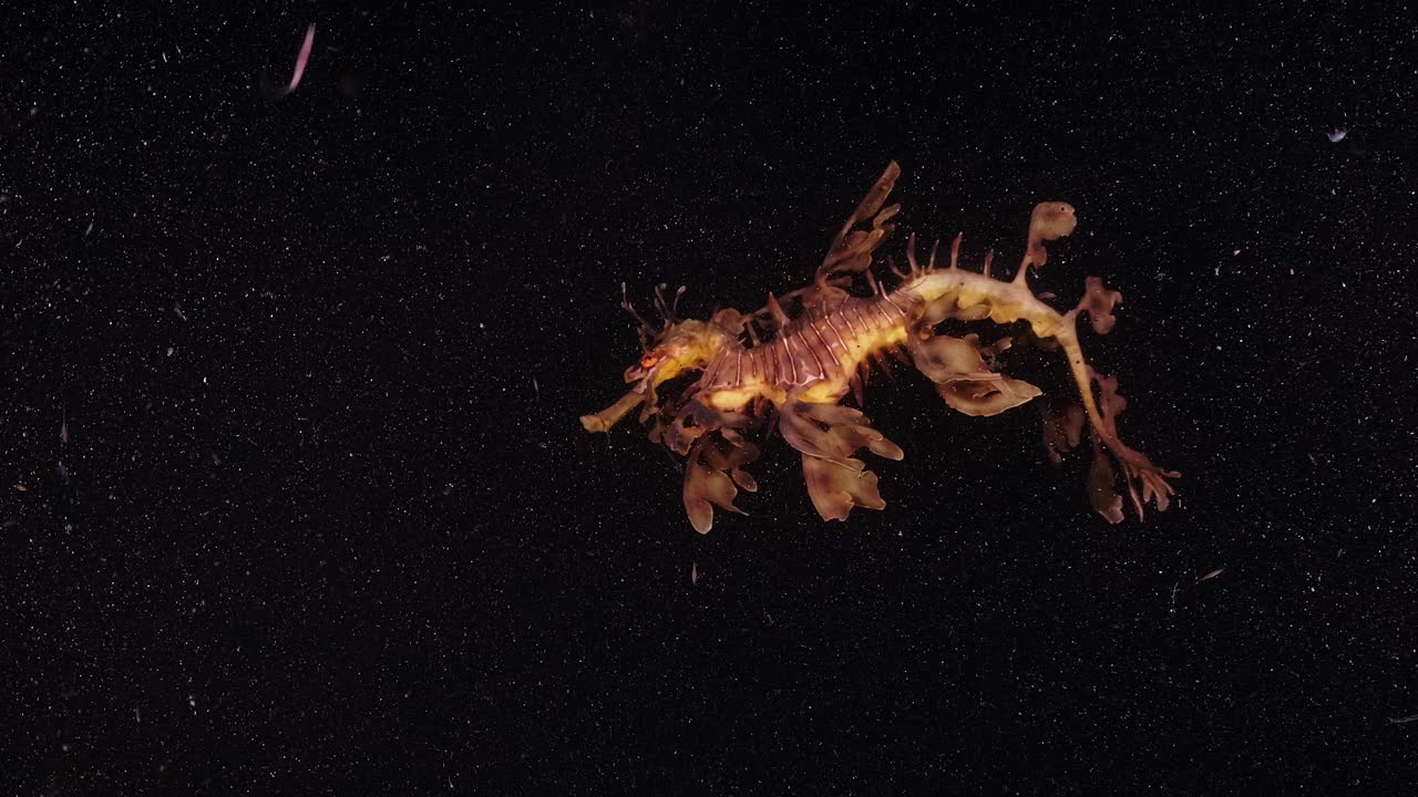 Leafy Sea Dragons Phycodurus eques feeding at night with eggs 4k 25fps slow motion