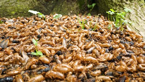 piles of cicada exoskeletons litter the ground a the base of a tree