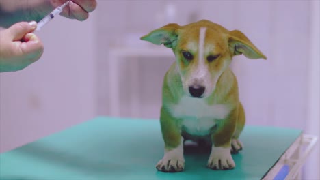 Pet-dog-getting-vaccinated-at-the-vet