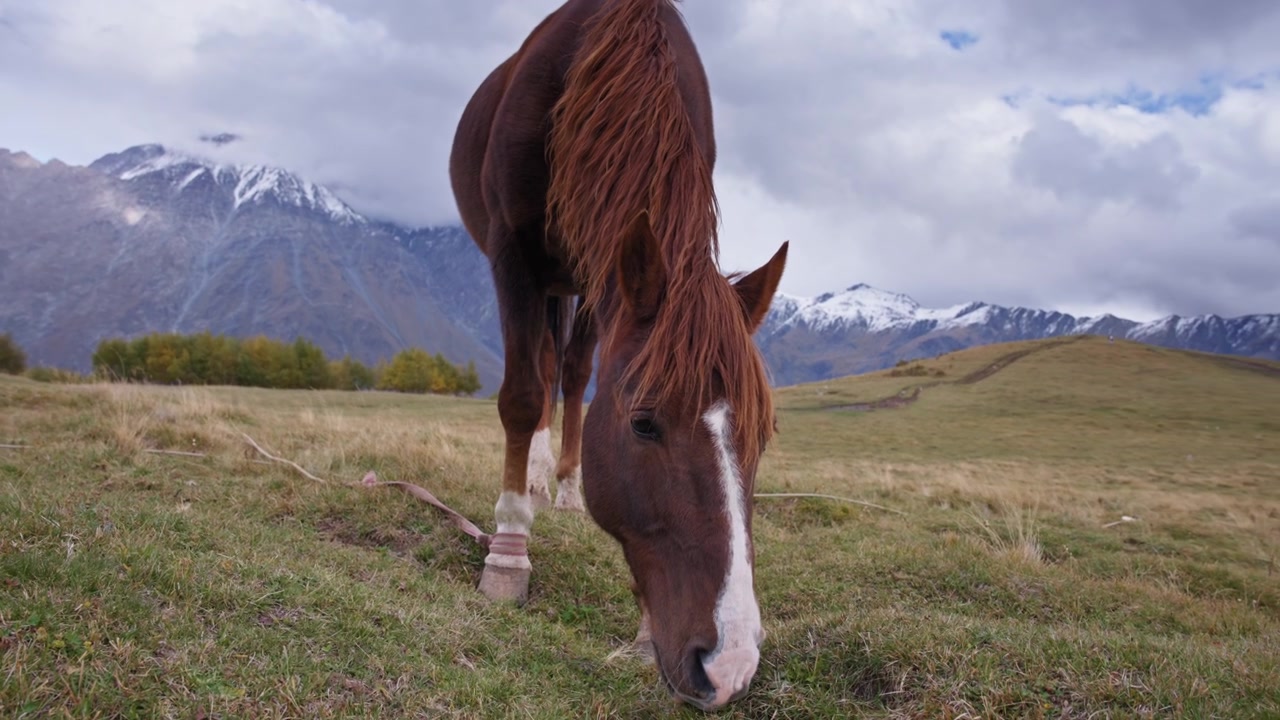 Cavallo marrone che pascola nel prato.