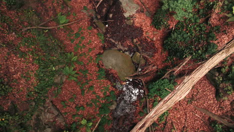 Umgestürzte-Bäume-über-Einer-Engen-Schlucht-Im-Waldgebiet,-Luftaufnahme-Von-Oben-Nach-Unten