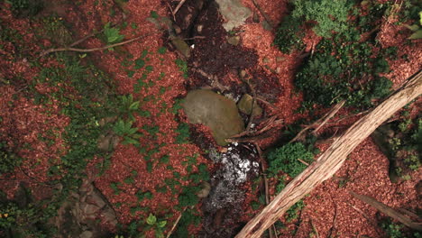 fallen trees over narrow ravine in woodland area, aerial top down view