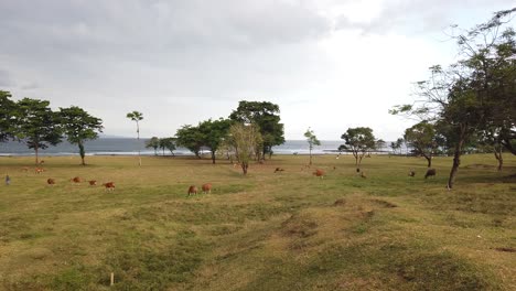 Banteng,-Cattle-form-Southeast-Asia,-Cows-Grazing-in-Saba-Beach-Bali-Indonesia,-Green-Hills,-Countryside-Grass-field-Landscape,-Skyline-and-Sea,-Panoramic-Wide-Angle-Shot