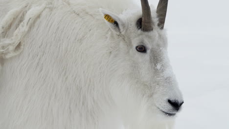 white mountain goat in whitehorse, yukon, canada during winter - close up