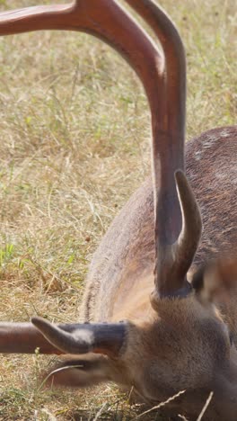 sika deer buck in field