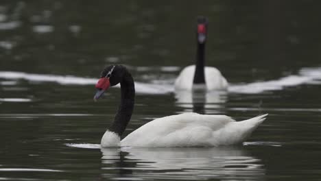 Close-up-of-a-black-necked-swan-couple-swimming-together-peacefully-on-a-pond