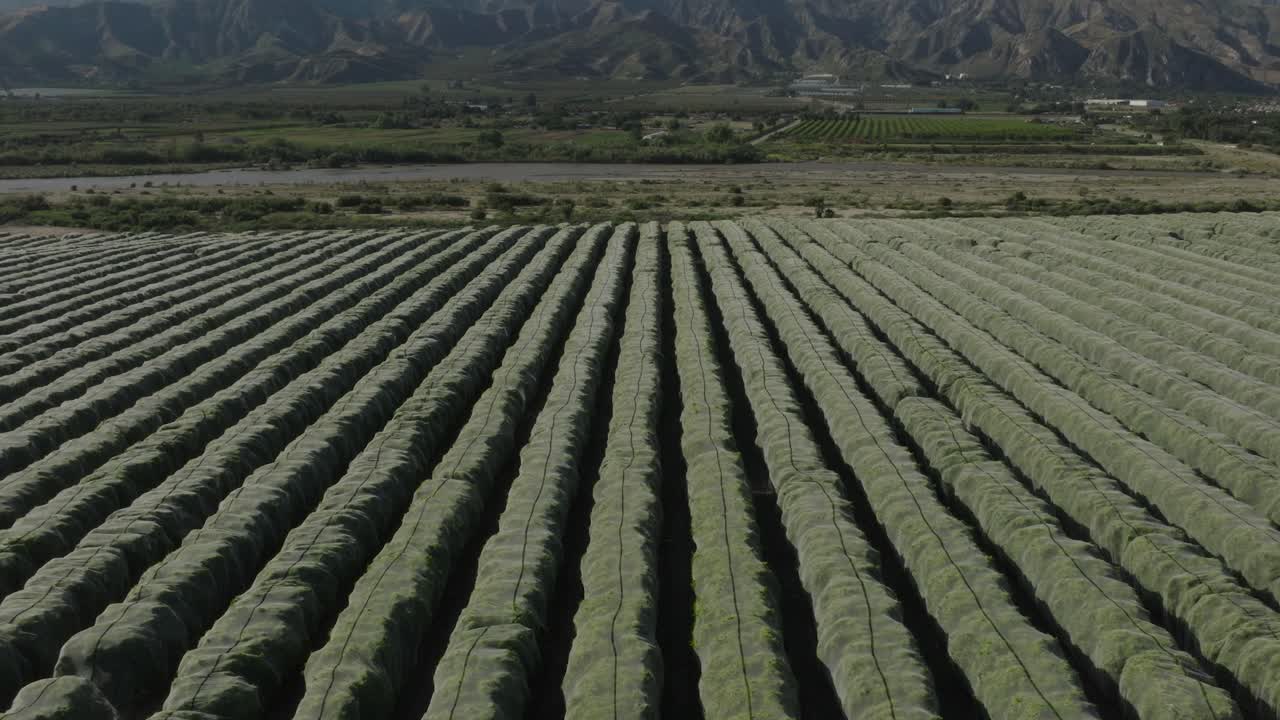 elevación aérea y retiro de un vasto bosque de naranjos en un día de verano