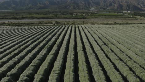 elevación aérea y retiro de un vasto bosque de naranjos en un día de verano