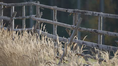 an old rustic wooden fence and dry grass ears, their ethereal presence illuminated against a hazy, blurred environment