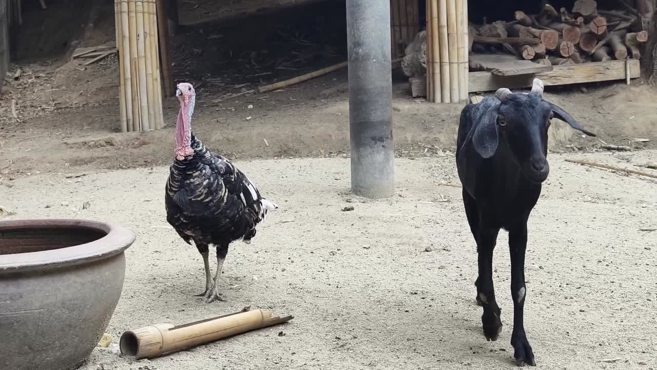 pavo y cabra en un entorno rural