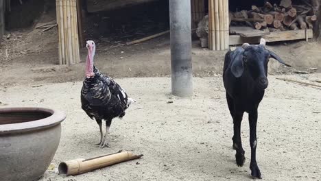 turkey and goat in a rural setting