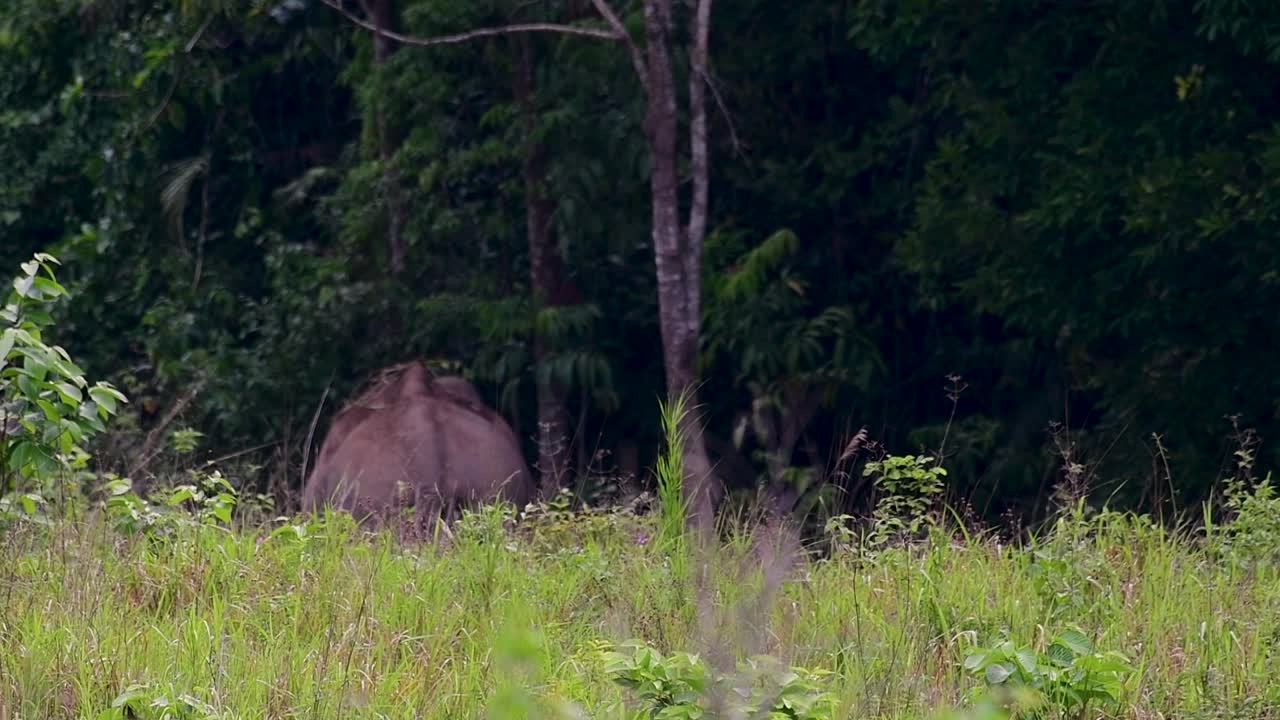 Asya filleri nesli tükenmekte olan türlerdir ve aynı zamanda Tayland'ın yerli sakinleridir