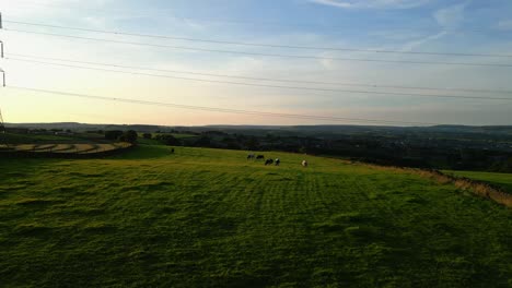 cows grazing in the evening sun