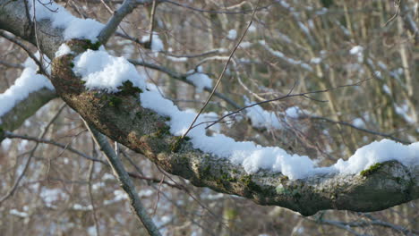 snow on a branch at winter